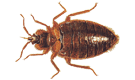 Pest Warriors