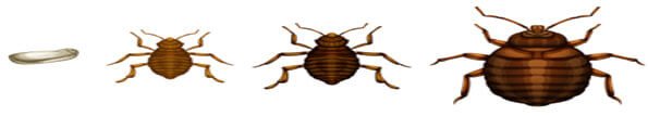 bed bugs lifecycle